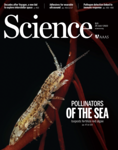 Portada de revista Science destaca investigación franco-chilena que replantea la comprensión que tenemos de la reproducción de las algas marinas.