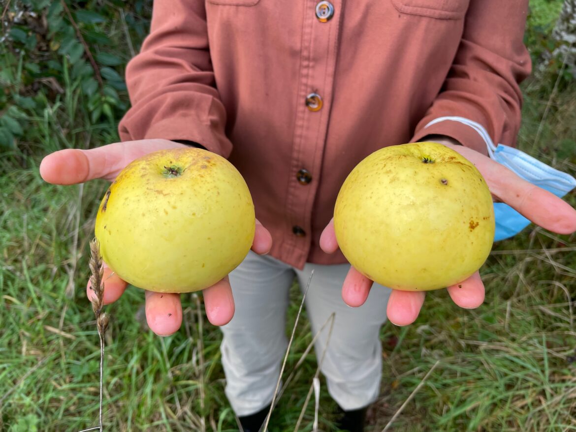 Tecnologías para la producción frutícola: El caso de las manzanas patrimoniales de Los Ríos