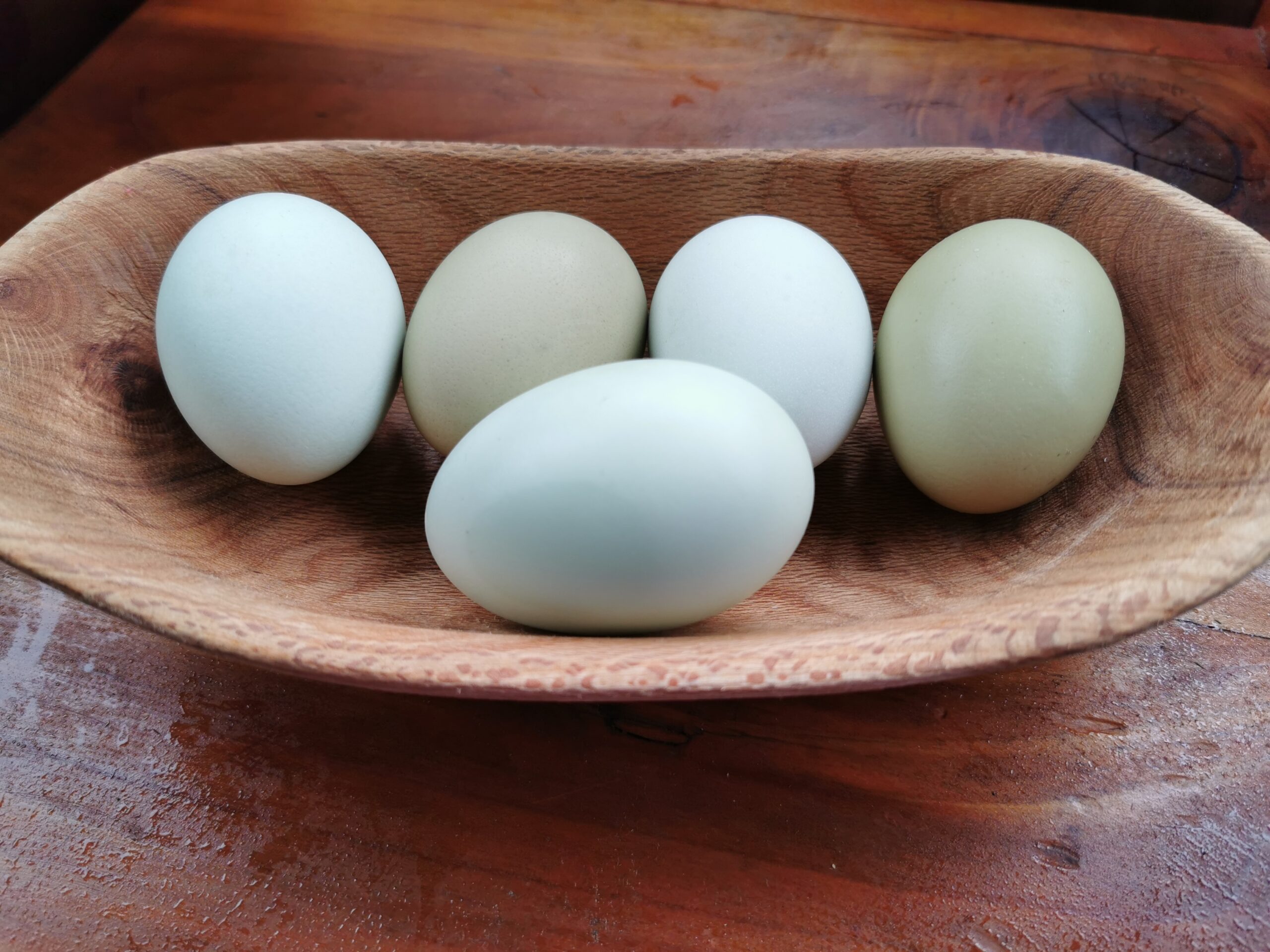 Investigación UACh: Puesta en valor y conservación de la gallina mapuche a través del genotipado para el huevo azul